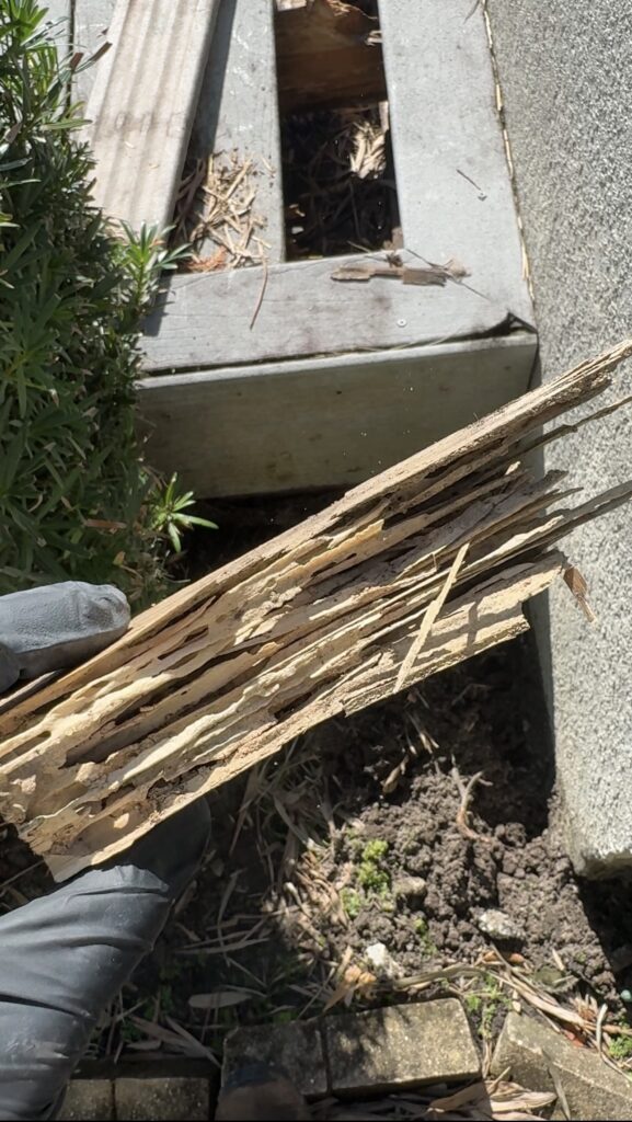 Termites damage